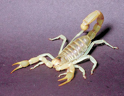 scorpion
